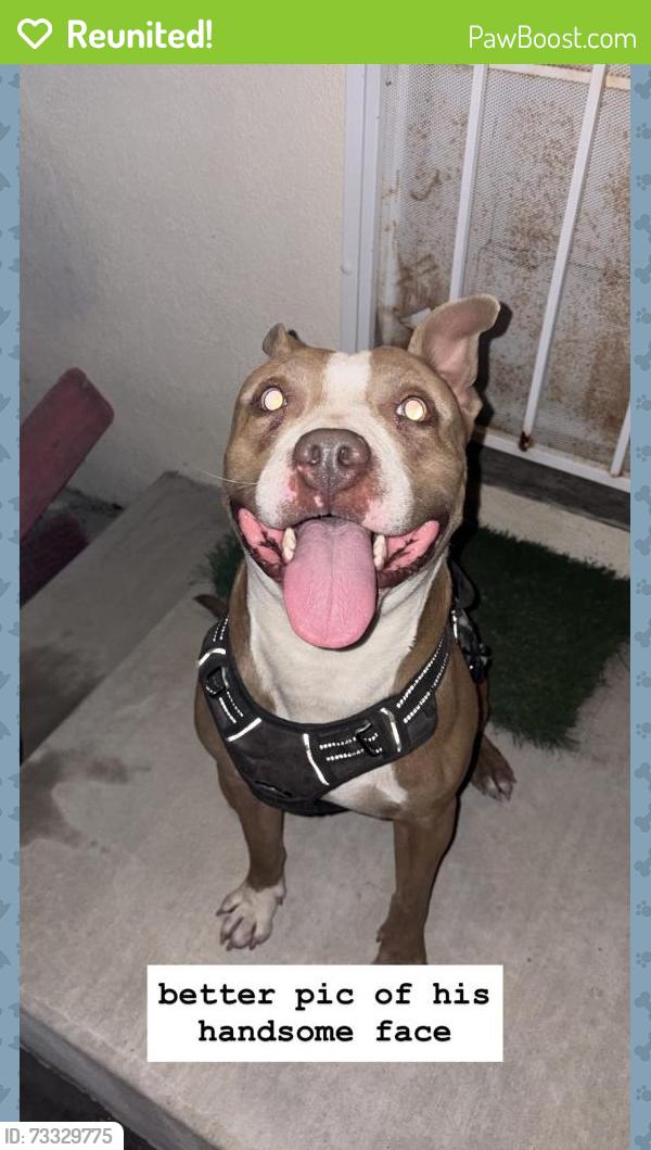 Reunited Male Dog last seen Between Patrick Henry Middle School and Granada TK-8 schools on Hiawatha, Los Angeles, CA 91344