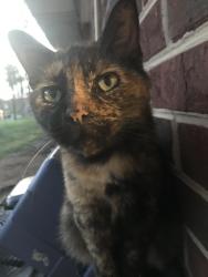 Lost Female Cat last seen By the Ace Hardware, Cleveland, TN 37312