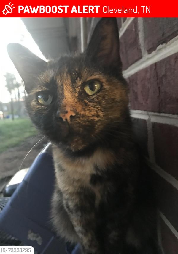 Lost Female Cat last seen By the Ace Hardware, Cleveland, TN 37312