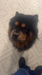Reunited Male Dog last seen Jennings Dr, The Colony, TX 75056, USA, The Colony, TX 75056