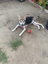 Found/Stray Female Dog last seen Gage/Vermont, Los Angeles, CA 90044