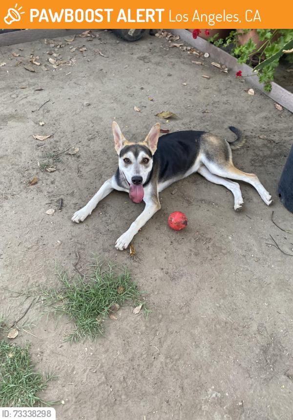 Found/Stray Female Dog last seen Gage/Vermont, Los Angeles, CA 90044