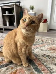 Lost Male Cat last seen jewell & s Monroe (near university post office & total wine near Colorado & Evans), Denver, CO 80210