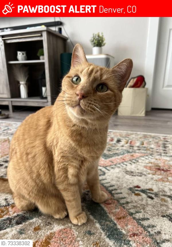 Lost Male Cat last seen jewell & s Monroe (near university post office & total wine near Colorado & Evans), Denver, CO 80210