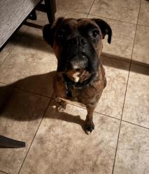 Reunited Male Dog last seen Lauffer way & Grisham Way, Elk Grove, CA 95758