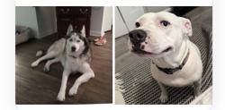 Reunited Female Dog last seen King Richard and windhorst, Seffner, FL 33584