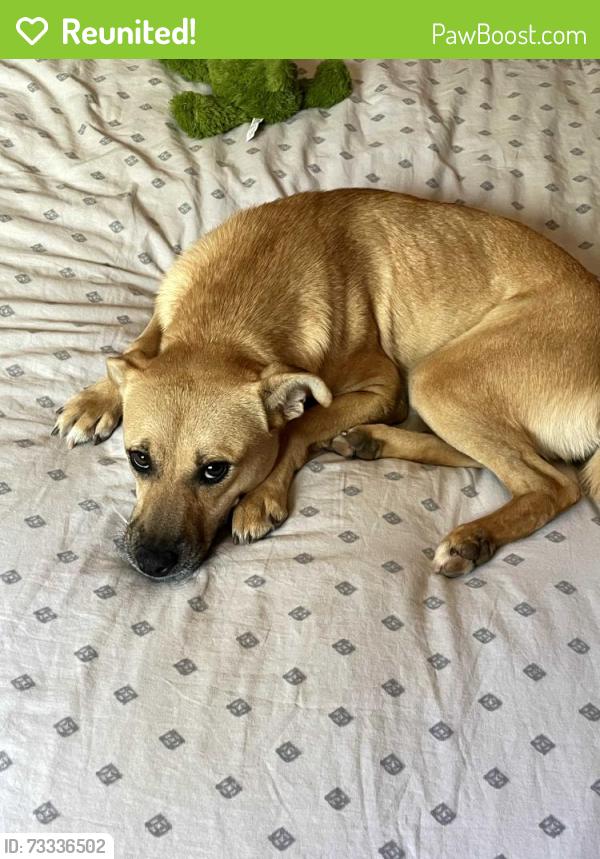Reunited Female Dog last seen Sweetwater & Silverbell, Tucson, AZ 85745