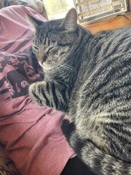 Lost Male Cat last seen Hebeisen, Port Angeles, WA 98362