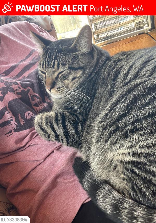 Lost Male Cat last seen Hebeisen, Port Angeles, WA 98362