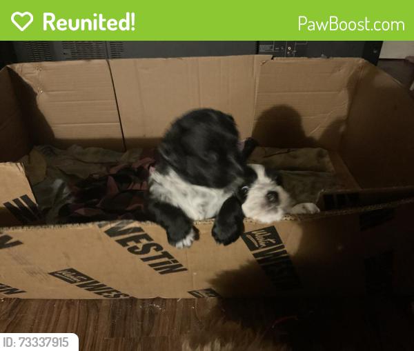 Reunited Female Dog last seen W Central, N Nettleton, W Nichols, Fort, Springfield, MO 65802