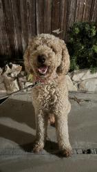 Reunited Male Dog last seen LOWER RIVIERA VILLAGE / TORRANCE BEACH, Redondo Beach, CA 90277