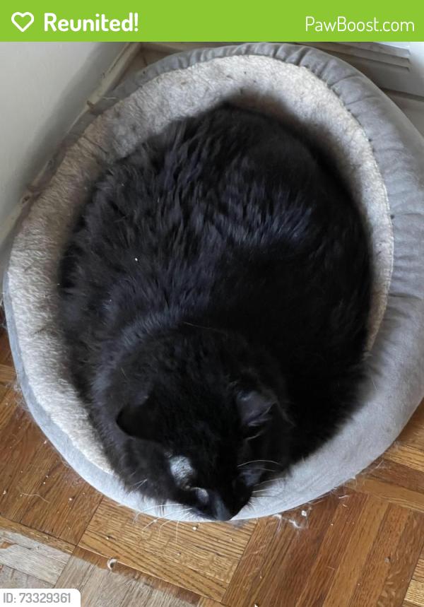 Reunited Male Cat last seen Near Hidden Valley Airpark, Shady Shores, TX 76208