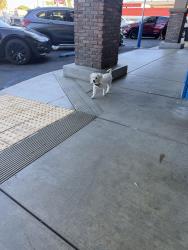 Found/Stray Unknown Dog last seen In front of Northgate on Prairie and Lennox, Inglewood, CA 90303