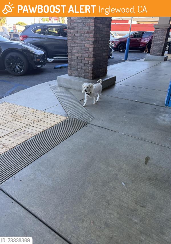 Found/Stray Unknown Dog last seen In front of Northgate on Prairie and Lennox, Inglewood, CA 90303