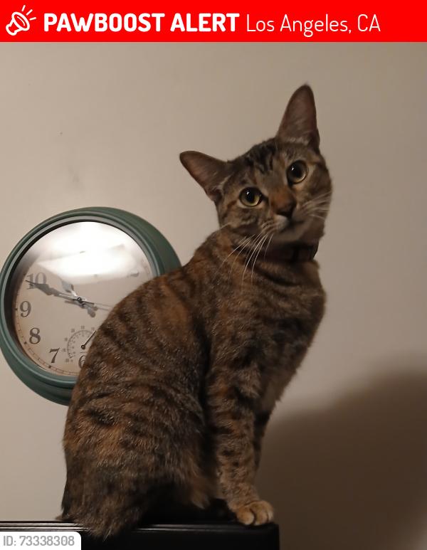 Lost Female Cat last seen Flight Ave. and Alvern Circle, Los Angeles, CA 90045
