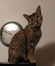 Lost Female Cat last seen Flight Ave. and Alvern Circle, Los Angeles, CA 90045