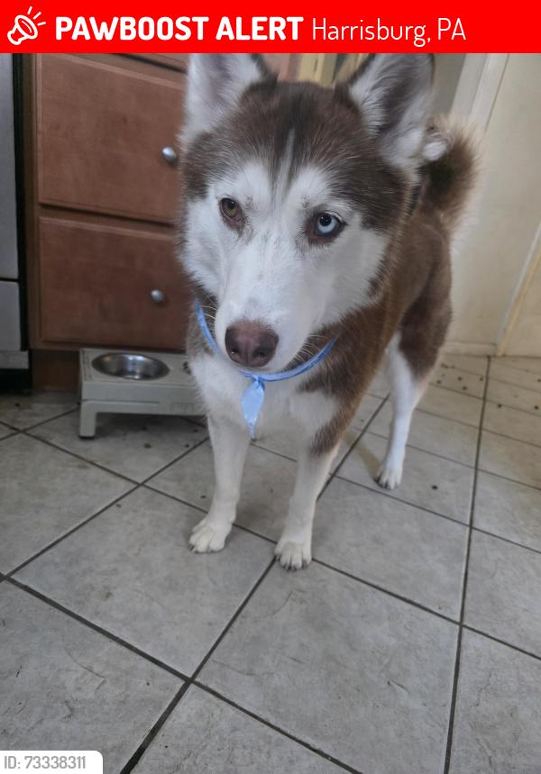 Lost Female Dog last seen Ridgeview drive, Harrisburg, PA 17112