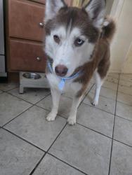Lost Female Dog last seen Ridgeview drive, Harrisburg, PA 17112