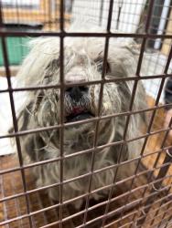 Found/Stray Unknown Dog last seen Campus & Phillips ONTARIO CA, Ontario, CA 91761
