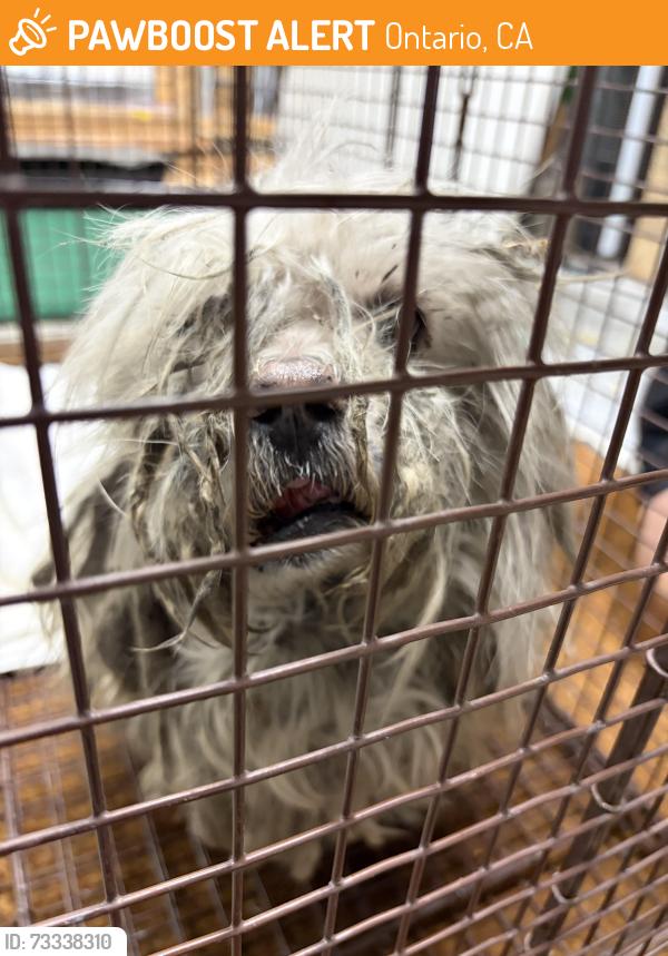Found/Stray Unknown Dog last seen Campus & Phillips ONTARIO CA, Ontario, CA 91761