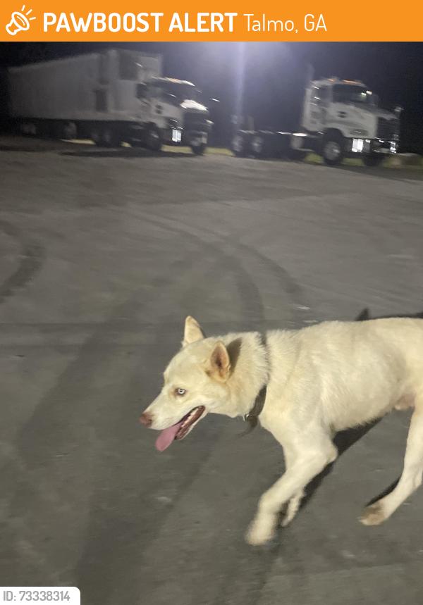 Found/Stray Male Dog last seen Next to pilgrims hatchery, Talmo, GA 30575