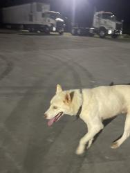 Found/Stray Male Dog last seen Next to pilgrims hatchery, Talmo, GA 30575