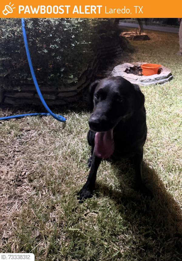 Found/Stray Male Dog last seen Divine Mercy Park/San Isidro/Doctors hosp, Laredo, TX 78045