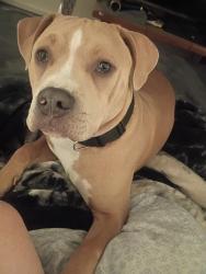 Reunited Male Dog last seen 4th plain and brandt rd Vancouver Washington, Vancouver, WA 98661