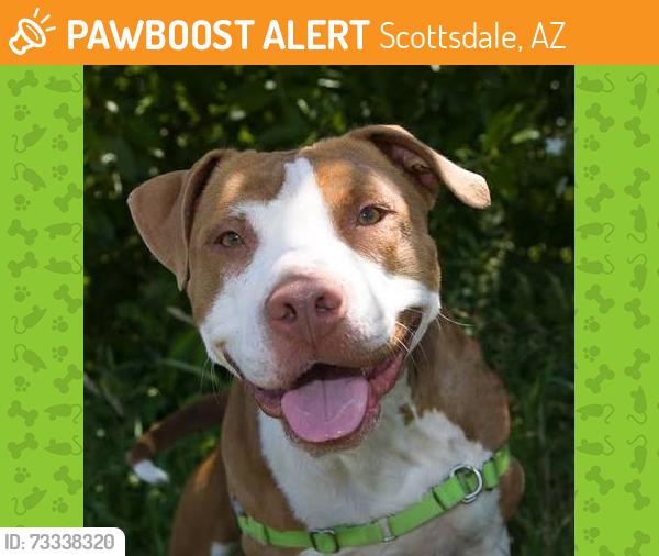 Found/Stray Unknown Dog last seen Ciento west, Scottsdale, AZ 85251