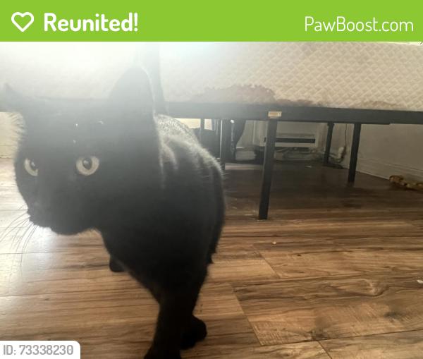 Reunited Female Cat last seen 16th & San Bernardino Pl, Costa Mesa, CA 92627