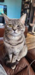 Lost Male Cat last seen Lavernge Walmart, La Vergne, TN 37086