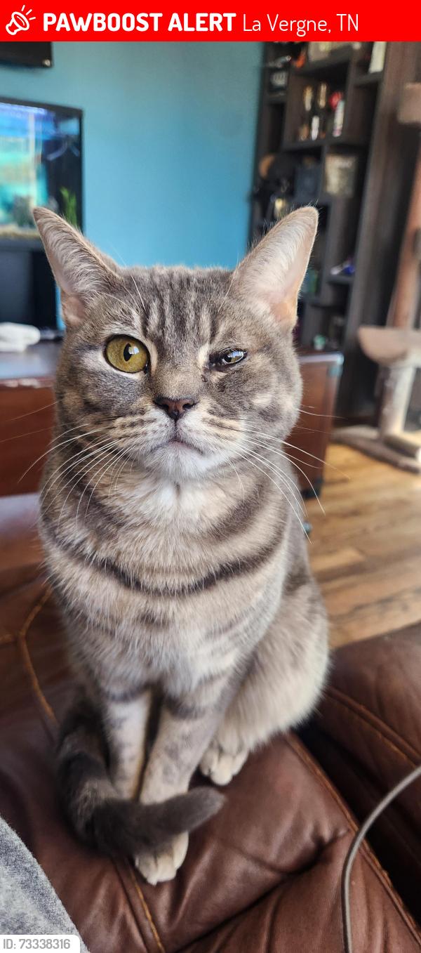 Lost Male Cat last seen Lavernge Walmart, La Vergne, TN 37086
