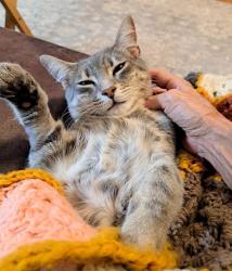 Shelter Stray Male Cat last seen CHARLOTTE, 8315 Byrum Dr, Charlotte, NC 28217, USA