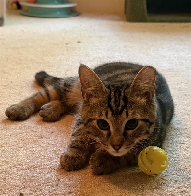 Shelter Stray Male Cat last seen CHARLOTTE, 8315 Byrum Dr, Charlotte, NC 28217, USA