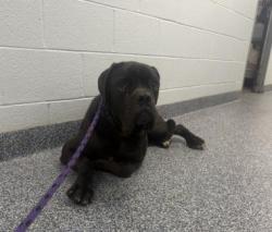 Shelter Stray Female Dog last seen CHARLOTTE, 8315 Byrum Dr, Charlotte, NC 28217, USA