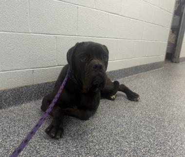 Shelter Stray Female Dog last seen CHARLOTTE, 8315 Byrum Dr, Charlotte, NC 28217, USA