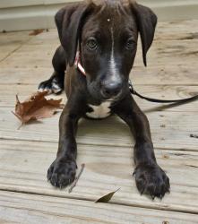 Shelter Stray Male Dog last seen CHARLOTTE, 8315 Byrum Dr, Charlotte, NC 28217, USA
