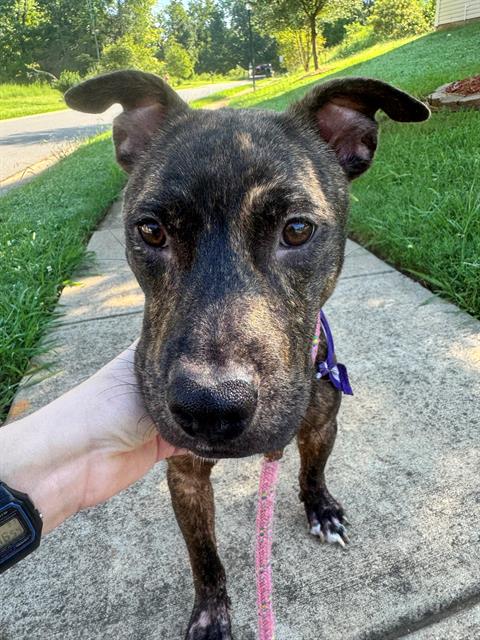 Shelter Stray Female Dog last seen CHARLOTTE, 8315 Byrum Dr, Charlotte, NC 28217, USA