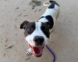 Shelter Stray Female Dog last seen CHARLOTTE, 8315 Byrum Dr, Charlotte, NC 28217, USA