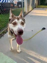 Shelter Stray Male Dog last seen CHARLOTTE, 8315 Byrum Dr, Charlotte, NC 28217, USA
