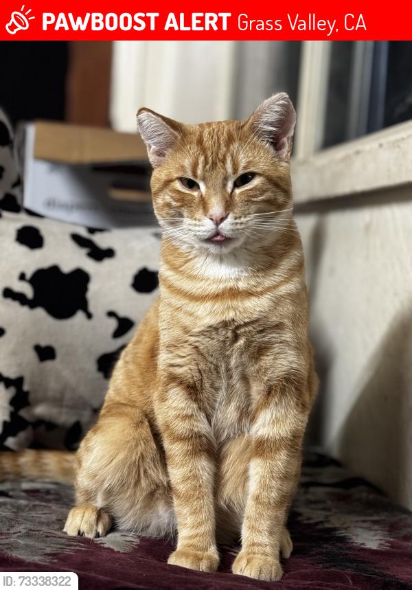 Lost Male Cat last seen Highway 174, Grass Valley, CA 95945