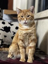 Lost Male Cat last seen Highway 174, Grass Valley, CA 95945