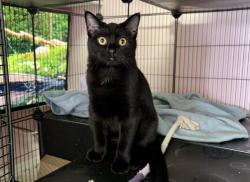 Shelter Stray Female Cat last seen CHARLOTTE, 8315 Byrum Dr, Charlotte, NC 28217, USA