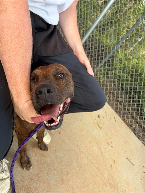 Shelter Stray Female Dog last seen CHARLOTTE, 8315 Byrum Dr, Charlotte, NC 28217, USA