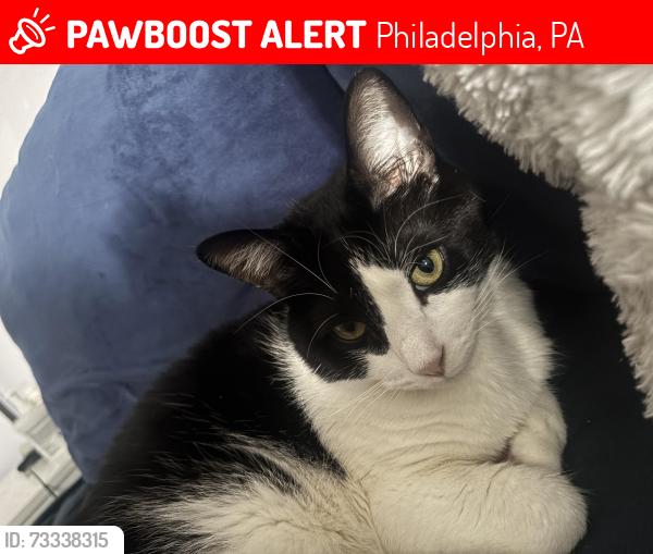 Lost Female Cat last seen Near abandoned Pepper Middle School, Philadelphia, PA 19153