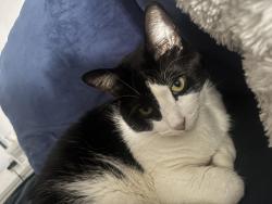 Lost Female Cat last seen Near abandoned Pepper Middle School, Philadelphia, PA 19153