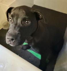 Shelter Stray Female Dog last seen HUNTERSVILLE, 8315 Byrum Dr, Charlotte, NC 28217, USA