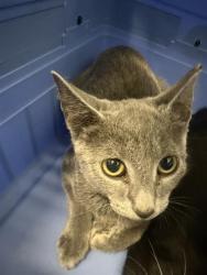 Shelter Stray Male Cat last seen CHARLOTTE, 8315 Byrum Dr, Charlotte, NC 28217, USA