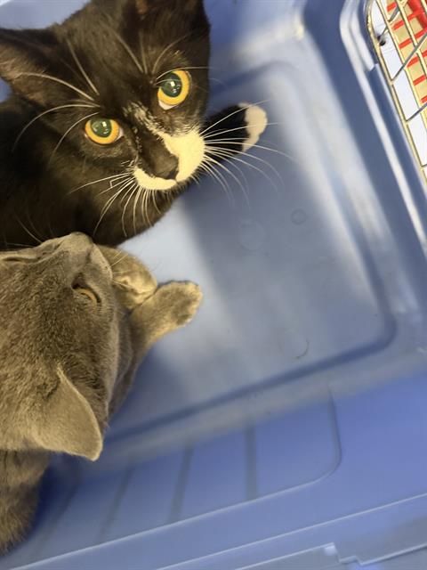 Shelter Stray Female Cat last seen CHARLOTTE, 8315 Byrum Dr, Charlotte, NC 28217, USA
