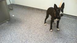 Shelter Stray Male Dog last seen CHARLOTTE, 8315 Byrum Dr, Charlotte, NC 28217, USA